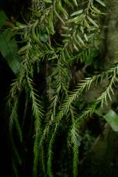 Phlegmariurus varius. Ill-defined strobili with sporophylls increasing in length towards junction with leaves. Branches are broad just above junction with strobili.
 Image: L.R. Perrie © Leon Perrie CC BY-NC 4.0